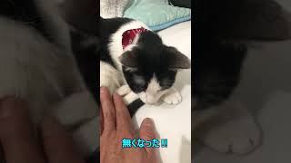 主の芸にどうでもいいから…なリアクションの猫