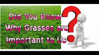 Why Grass is Important to Us ? Knowledge Bank   Grass