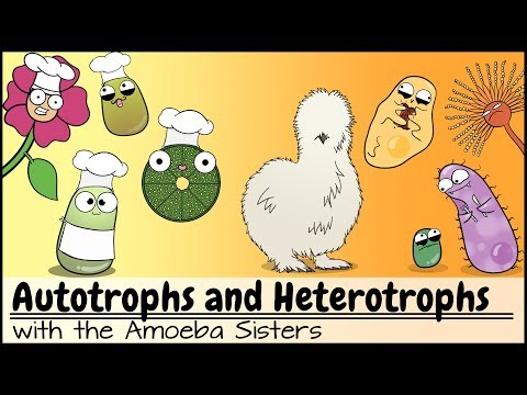 Are plants auto or heterotrophic?