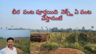 ఈ 10 ఎకరాల్లో బీర పంట పూర్తిగా అయిపోయింది నెక్స్ట్ ఏ పంట వేస్తానంటే ?#bujjibabu581