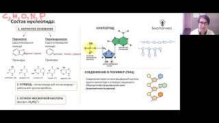 Лекция 4.1.  ДНК