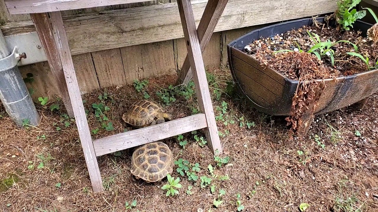 How To Breed Russian Tortoises - YouTube