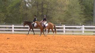 Dressage Suitability