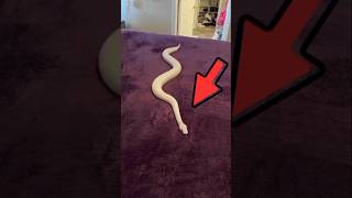 Never do This to a Snake! #viral #short