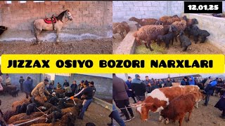 JIZZAX OSIYO MOL QO'Y BOZORI NARXLARI ЖИЗЗАХ ОСИО ЧОРВА МОЛ БОЗОРИ НАРХЛАРИ #жиззах #rek #ozod