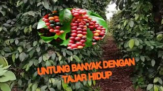 Untung banyak dengan tajar hidup