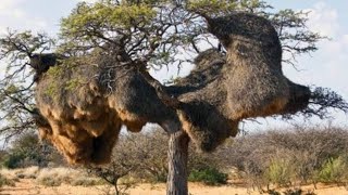 Sociable Weaver: Burung Kecil Mampu Membangun Sarang Hingga Setengah Ton