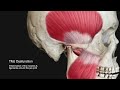 5 common tmj disorders causing ear pain jaw pain lockjaw and or clicking popping