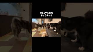 珍しくやる気な犬【チャウチャウ】【秋田犬】【ボーダーコリー】【多頭飼い】【大型犬】＃Shorts