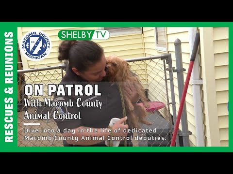 🐶On Patrol With Macomb County Animal Control: A Day In The Life Of ...