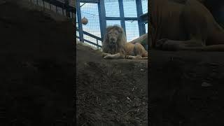 廿日👀㉕ホワイトライオン・白獅子・リズムちゃん・セラムくん♥White_Lion・・・沖縄こどもの国・Okinawa Zoo \u0026 Museum(20220120)