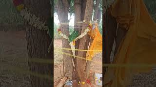 #miracle#neemtree #milk #god#ಮಲ್ಲೂರು ಗ್ರಾಮ, ಬೇವಿನ ಮರದಲ್ಲಿ ಹುಕುತ್ತಿರುವ ಹಾಲು🙏#virralshorts #vibes