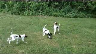 English ELHEW Pointer Puppies For Sale