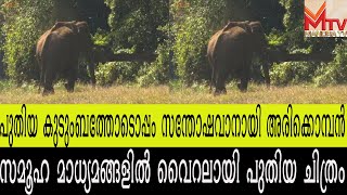 അരിക്കൊമ്പൻറെ ഏറ്റവും പുതിയ ചിത്രം പങ്കുവച്ച് തമിഴ്നാട് വനംവകുപ്പ് | ARIKKOMBAN |