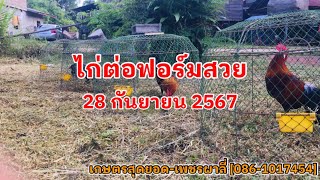 ไก่ต่อฟอร์มสวย | วันที่ 28 กันยายน 2567 | เกษตรสุดยอด-เพชรผาลี่ [086-1017454]