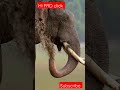 eliphant forest #AR 360 #viralvideo #whatsapp_status #shortvideo #yanai