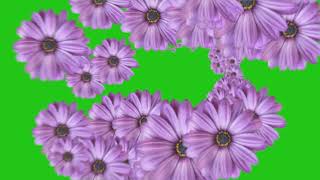 Flower Wipe Transition Pack Green Screen l Flower Transition l HD