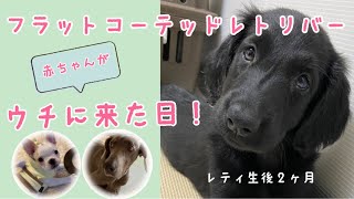 【フラットコーテッドレトリバー】の赤ちゃんが新しい家族になりました！