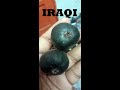 IRAQI : Pokok Tin Paling Lasak Dan Berbuah Non Stop