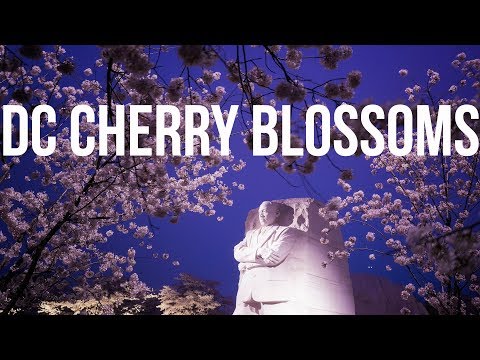 Washington DC Cherry Blossoms 2018 Washington DC Cherry Blossoms 2018