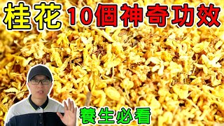 【養生】桂花的10個神奇功效，桂花的食用禁忌！養生必看！#健康 #養生