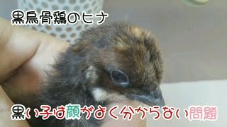 【黒烏骨鶏】黒い子は表情がわかりにくいのでアップで撮りました