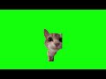 cute cat looking tik tok meme green screen