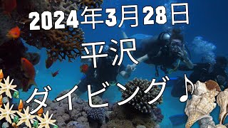 【海洋実習】２０２４年３月２７～２８日平沢ダイビング♪【スキューバダイビング】【マンツーマン】