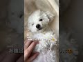 トイプードル 保護犬 dog お留守番犬 へそてん あざとい