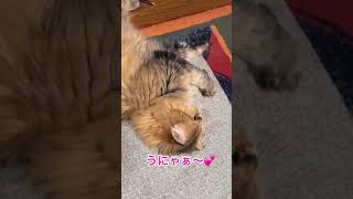 モフモフペルシャ猫ちょこのまたたび遊び💕　#shorts 【チンチラゴールデン】