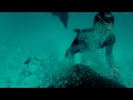 dolphins gopro dolphinarium nemo.Дельфинарий Немо