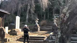 【桜川市】青柳熊野神社の山桜と青柳の糸桜