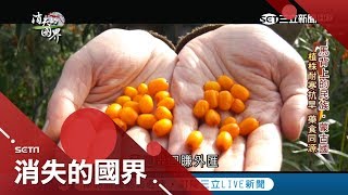 沙棘果號稱