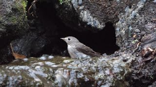 山中湖 大洞の泉のコサメビタキの水浴び　その７（4K60P動画）