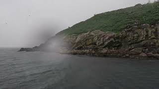 走遍纽芬兰｜雨中出海Bay Bulls观鲸看鸟｜可不常去但不可不去的旅游项目