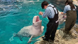 2020/01/18 朝のベルーガプールその1@名古屋港水族館