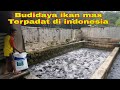 WAW, BUDIDAYA IKAN MAS SUPER PADAT DI INDONESIA