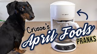 Ep 3. Funny Dachshund Crusoe is the APRIL FOOLS DOG!
