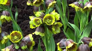 Fritillaria Michailovskyi - Fritillaria Bulbs at DutchGrown.com