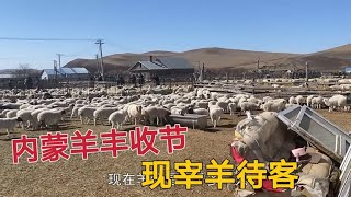 内蒙牧区羊丰收节有多热闹？骟600多只小羊，宰羊煮几大锅肉待客