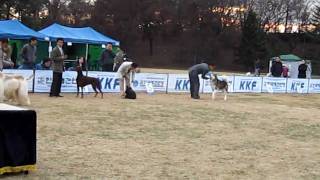 2009.11.22 AKU dogshow - Fedor[alaskan malamutes]