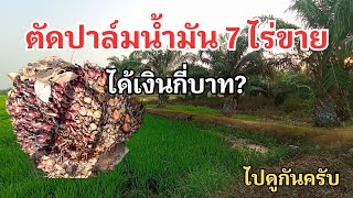 EP.56 เคยสงสัยไหม ตัดปาล์มน้ำมัน 7 ไร่ขายได้เงินกี่บาท?? #บ่าวนัทวิถีใต้ #ยางพาราพารวย