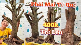 Mến: 0373.253.427 GL:Phôi Mai Tứ Quý,400k Trở Lên.Ngày(10/01)Mến Mai vàng chợ gạo.