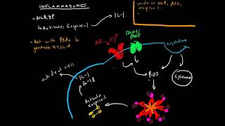 Immunology - What are Inflammasomes?