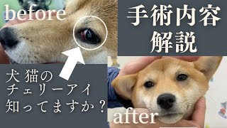 【手術風景有り】獣医師が犬・猫のチェリーアイについてご説明します！