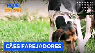 Julinho Casares mostra trabalho de cães farejadores que ajudam na busca de pets desaparecidos