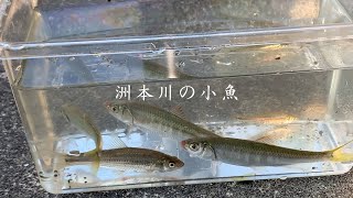 【田舎遊び】洲本川で小魚釣り（クチボソ・オイカワ）｜淡路島の暮らし｜半移住