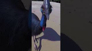 Birds of Mayhem - AUDIO: #jimjefferies These bird are MF terrifying. #cassowary #birds #mayhem