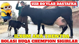 ILXOM AKA CHEMPION SIGIRLAR LOL QOLDIRISHDA DAVOM ETADI😂🤙🏻✈️ 15.02.2025