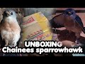 UNBOXING CHAINEES SPARROWHAWK | kaki biting ahir musim | alap alap migrasi mở hộp di chuyển